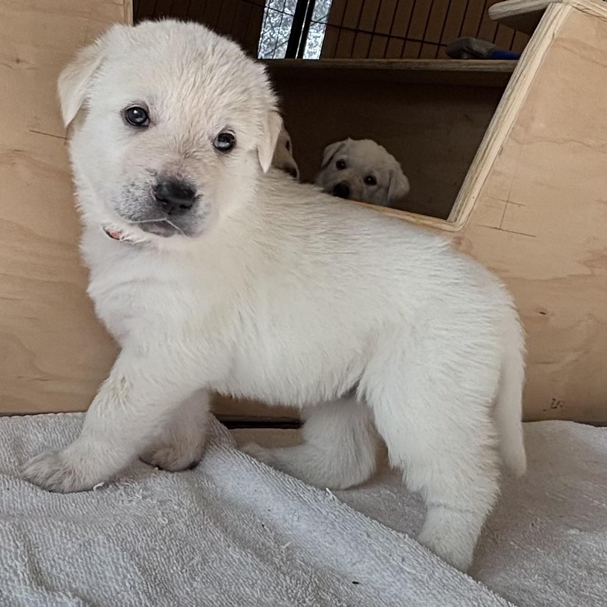 3 Male Lab/Mix Puppies, a Adoptable mixed breed in San Francisco, CA image 2/6