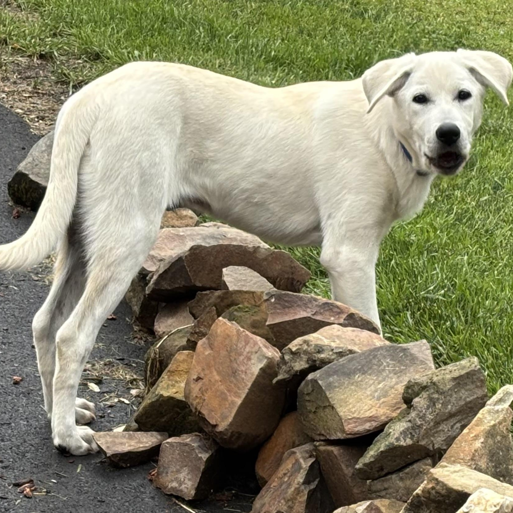 Enlarge Red - 5-month-old male white mix puppy, an adoptable mixed breed in San Francisco, CA image 6/6