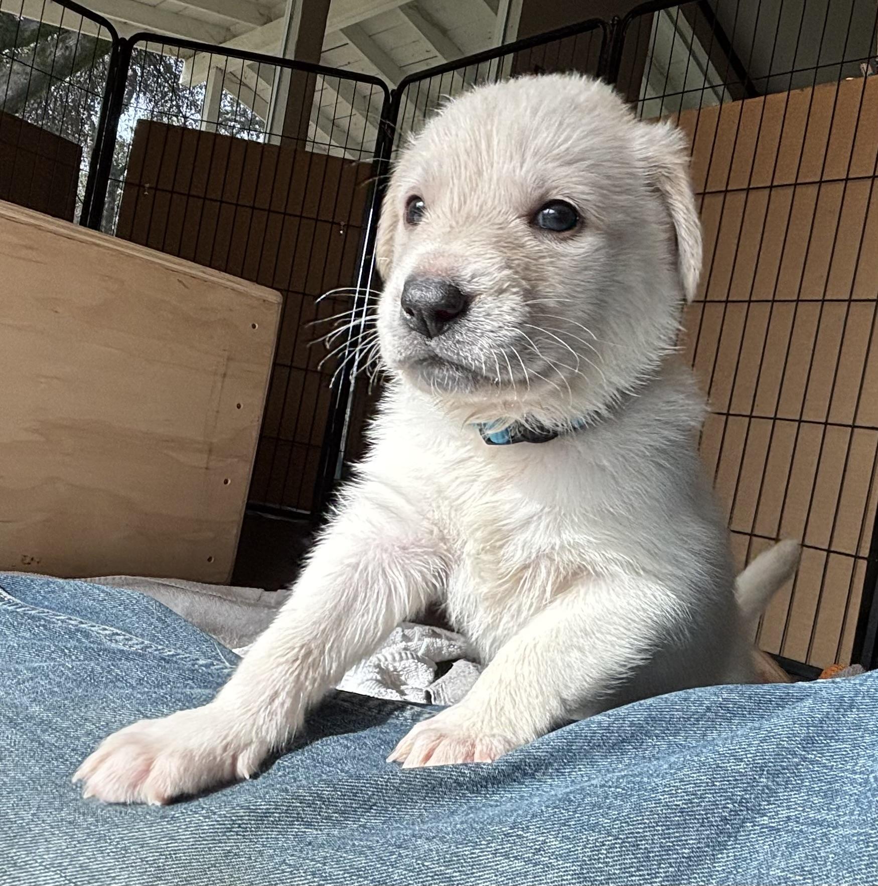 3 Male Lab/Mix Puppies, a Adoptable mixed breed in San Francisco, CA image 5/6