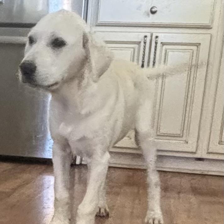 Enlarge Red - 4-month-old male white mix puppy, an adoptable mixed breed in San Francisco, CA image 2/5