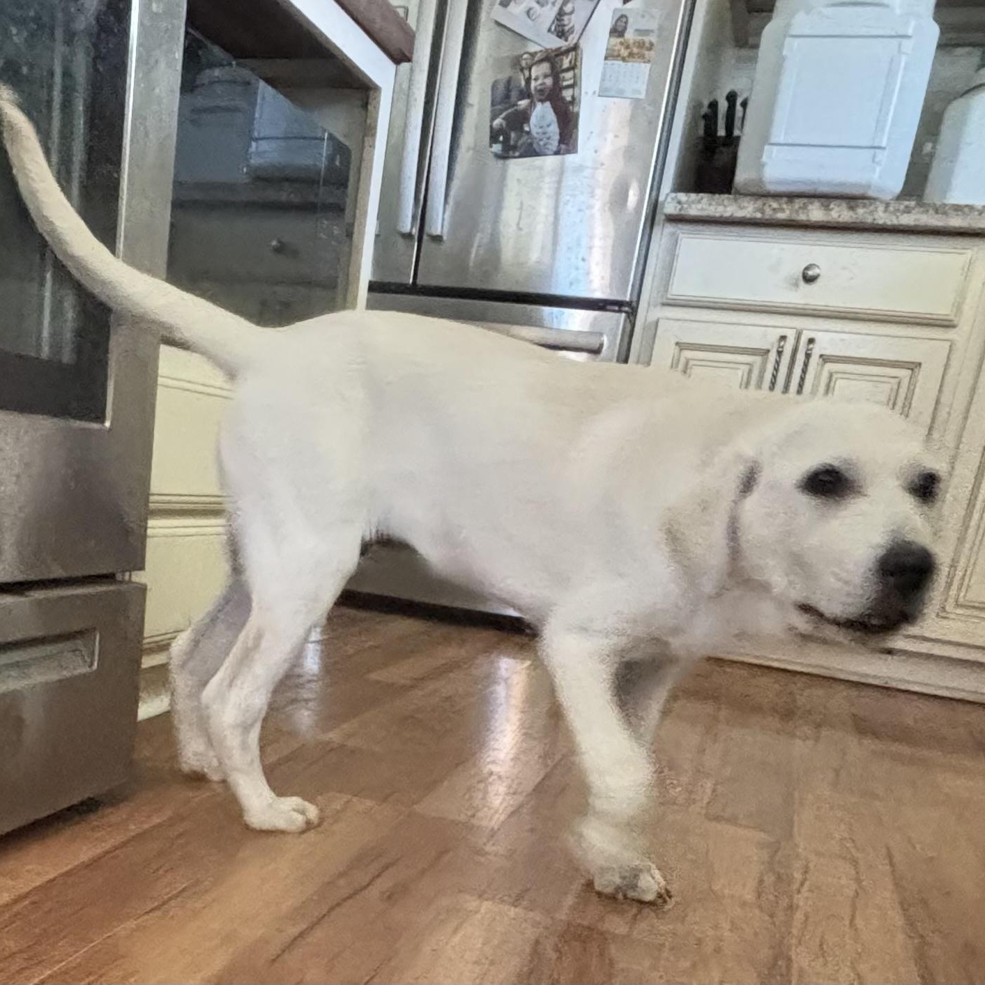 Enlarge Red - 5-month-old male white mix puppy, an adoptable mixed breed in San Francisco, CA image 4/6