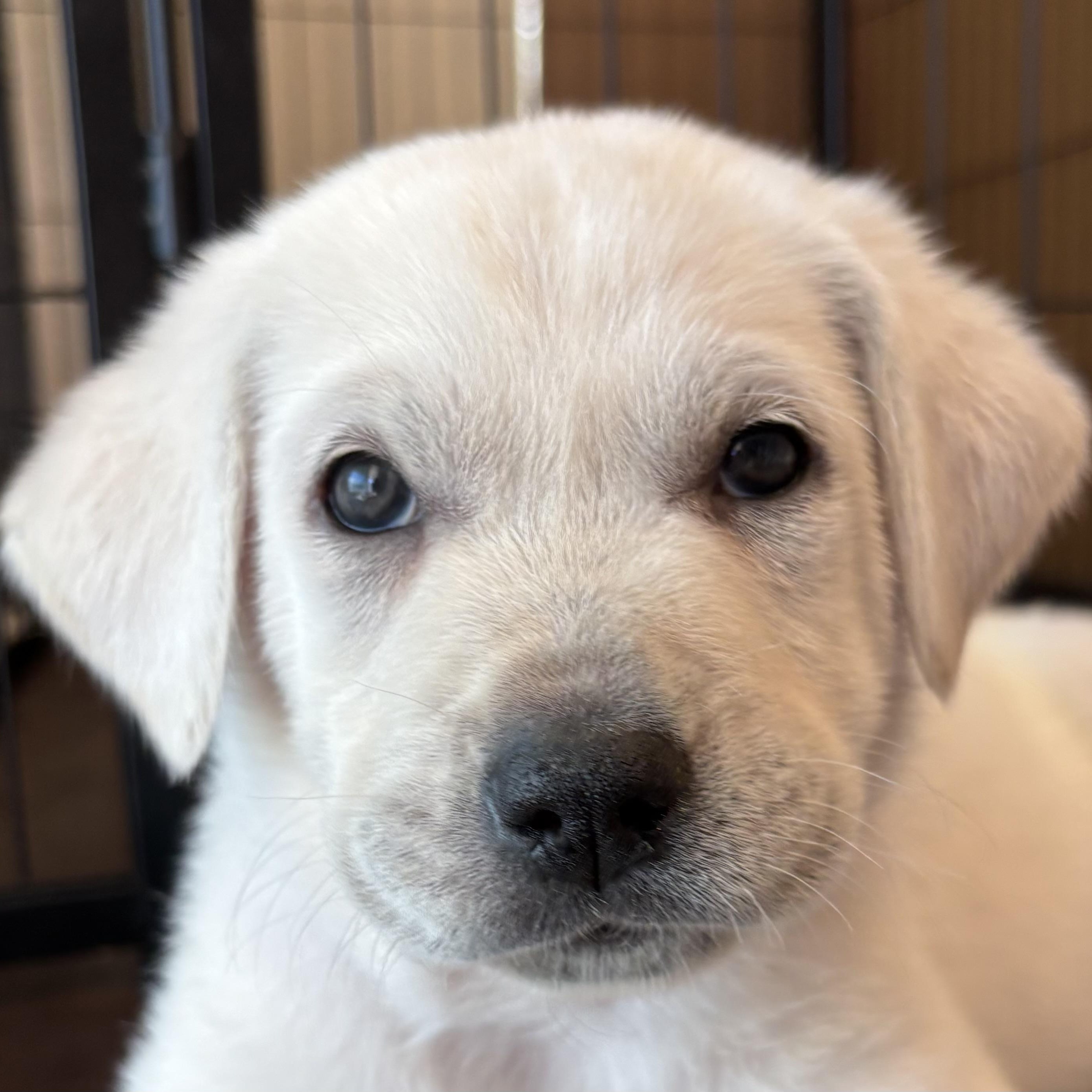 Red - 8-week-old male white mix puppy, Adoptable, Puppy Female Labrador Retriever & Great Pyrenees.