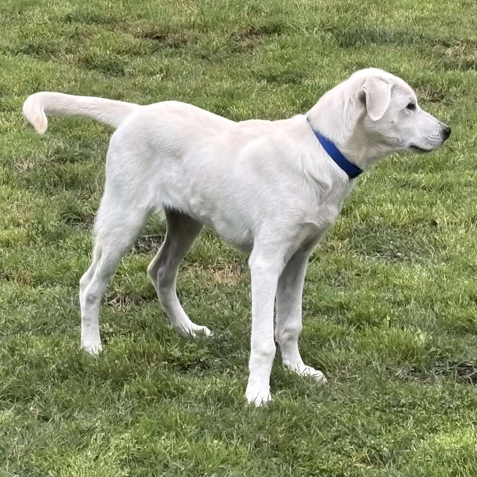 Enlarge Red - 5-month-old male white mix puppy, an adoptable mixed breed in San Francisco, CA image 5/6