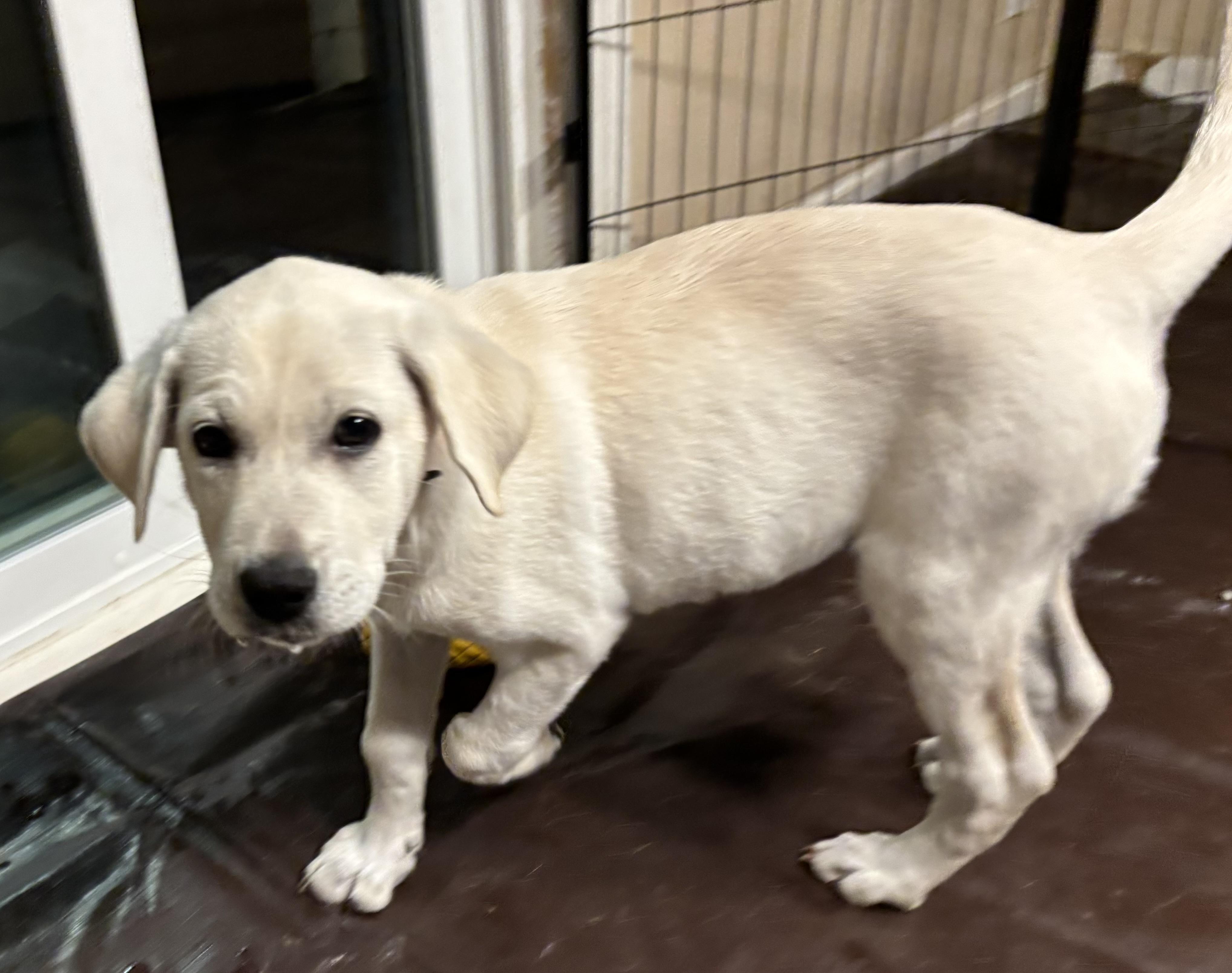 Enlarge Red - 8-week-old male white mix puppy, a Adoptable mixed breed in San Francisco, CA image 3/6