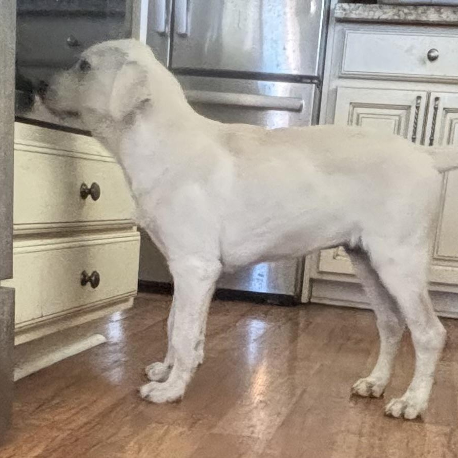 Enlarge Red - 4-month-old male white mix puppy, an adoptable mixed breed in San Francisco, CA image 4/5
