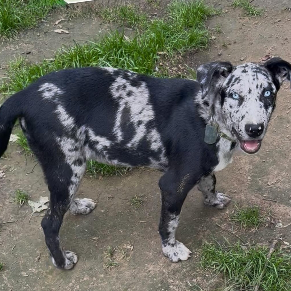 Koda, a Adoptable mixed breed in Fishkill, NY image 4/4