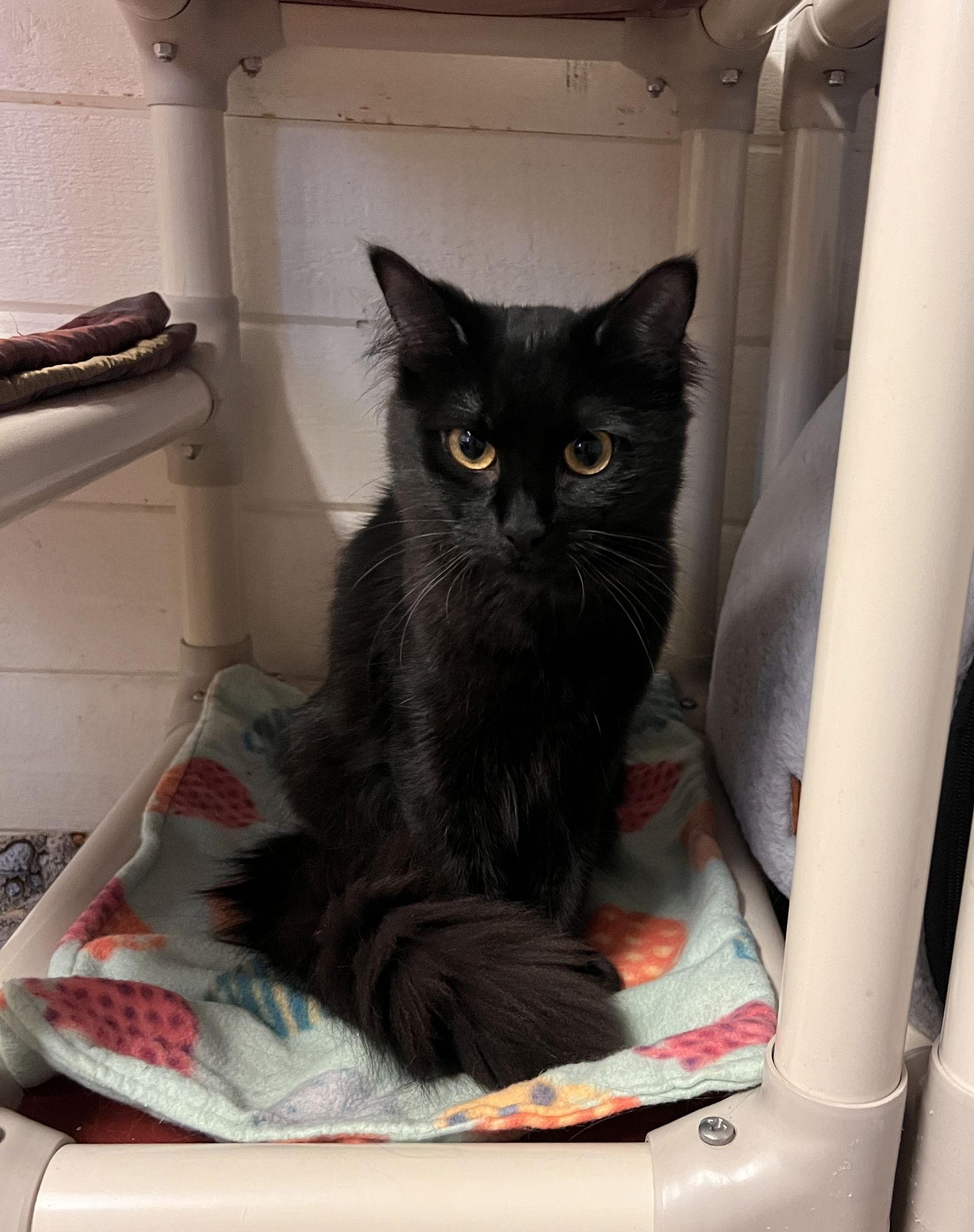Boba, Adoptable, Adult Female Domestic Medium Hair.