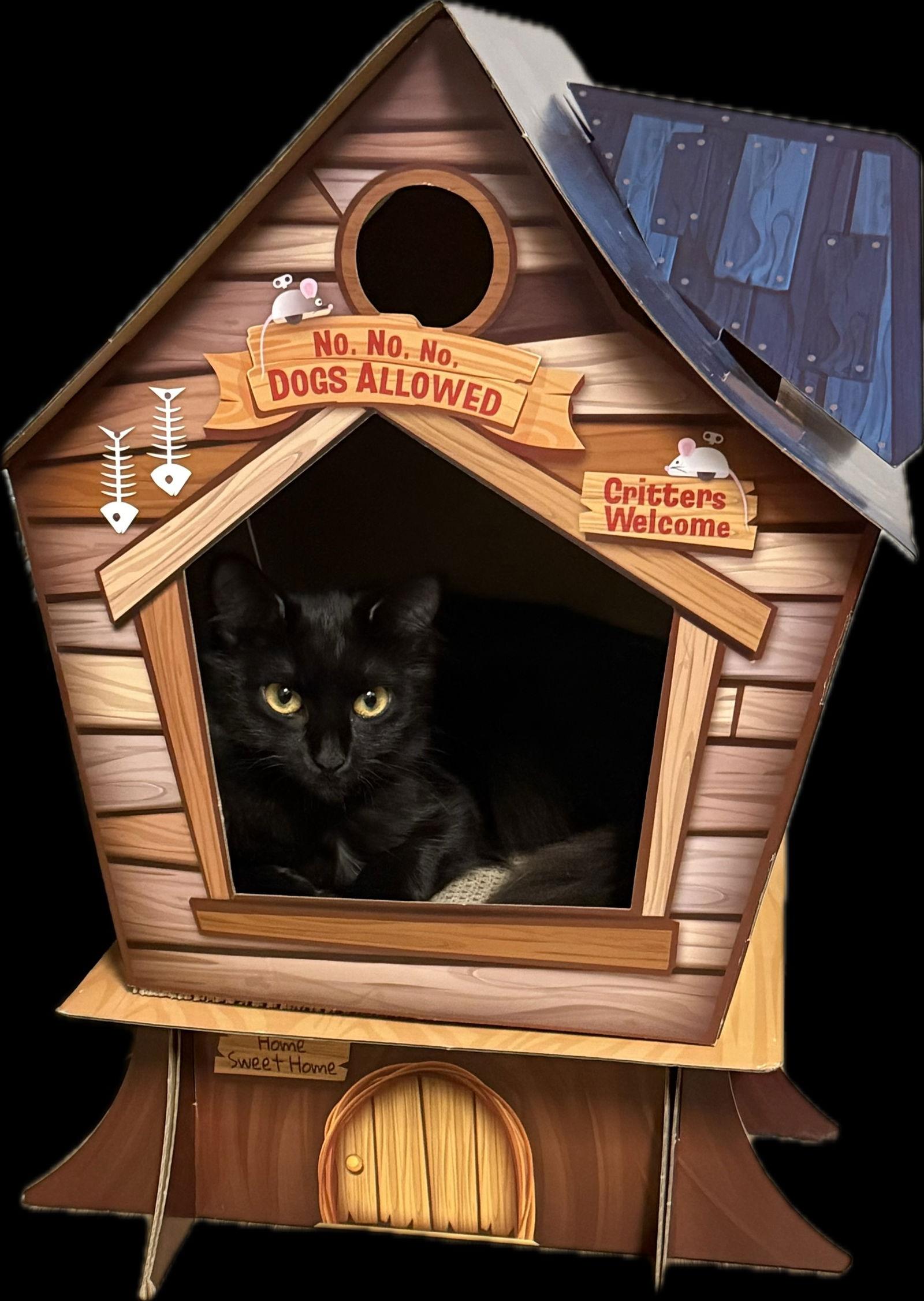 Boba, a Adoptable Domestic Medium Hair in Webster, WI image 2/3