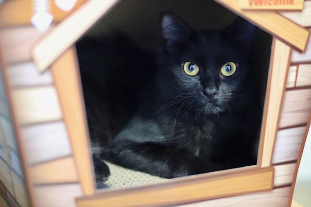 Boba, a Adoptable Domestic Medium Hair in Webster, WI image 3/3