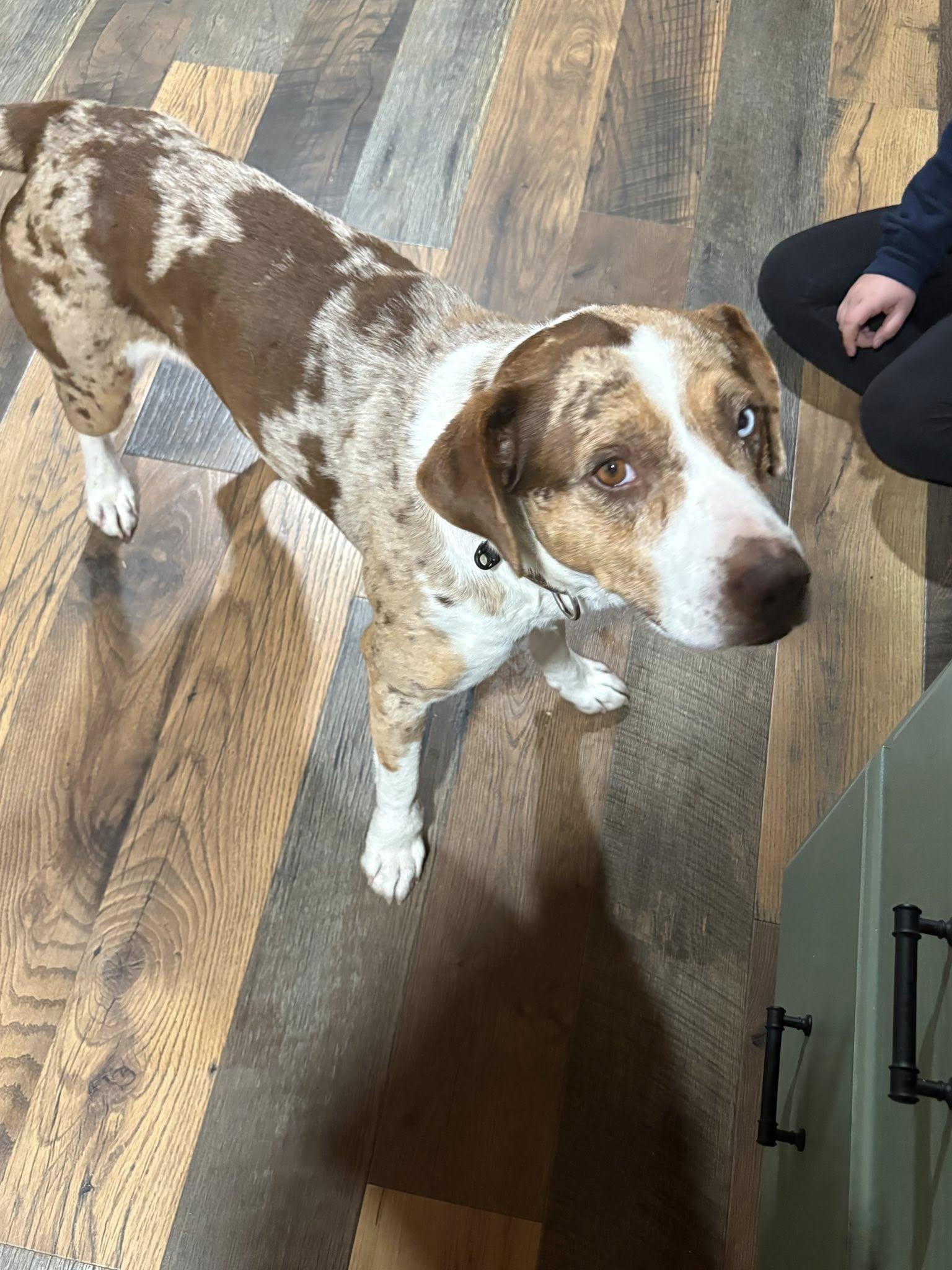 Enlarge Rogie, a Adoptable Catahoula Leopard Dog in Fries, VA image 1/1