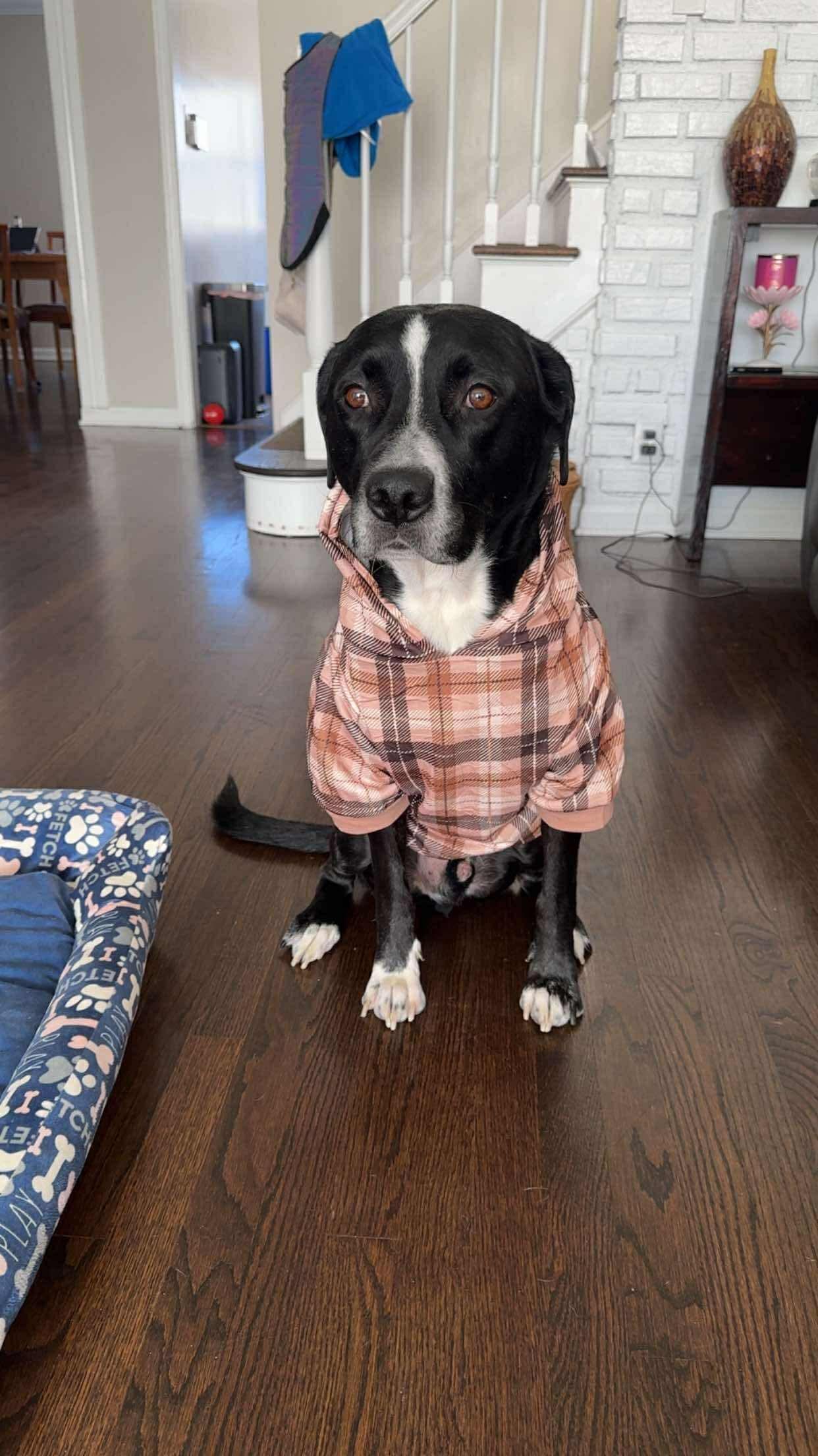 Kobe, Adoptable, Young Male Black Labrador Retriever & Border Collie.