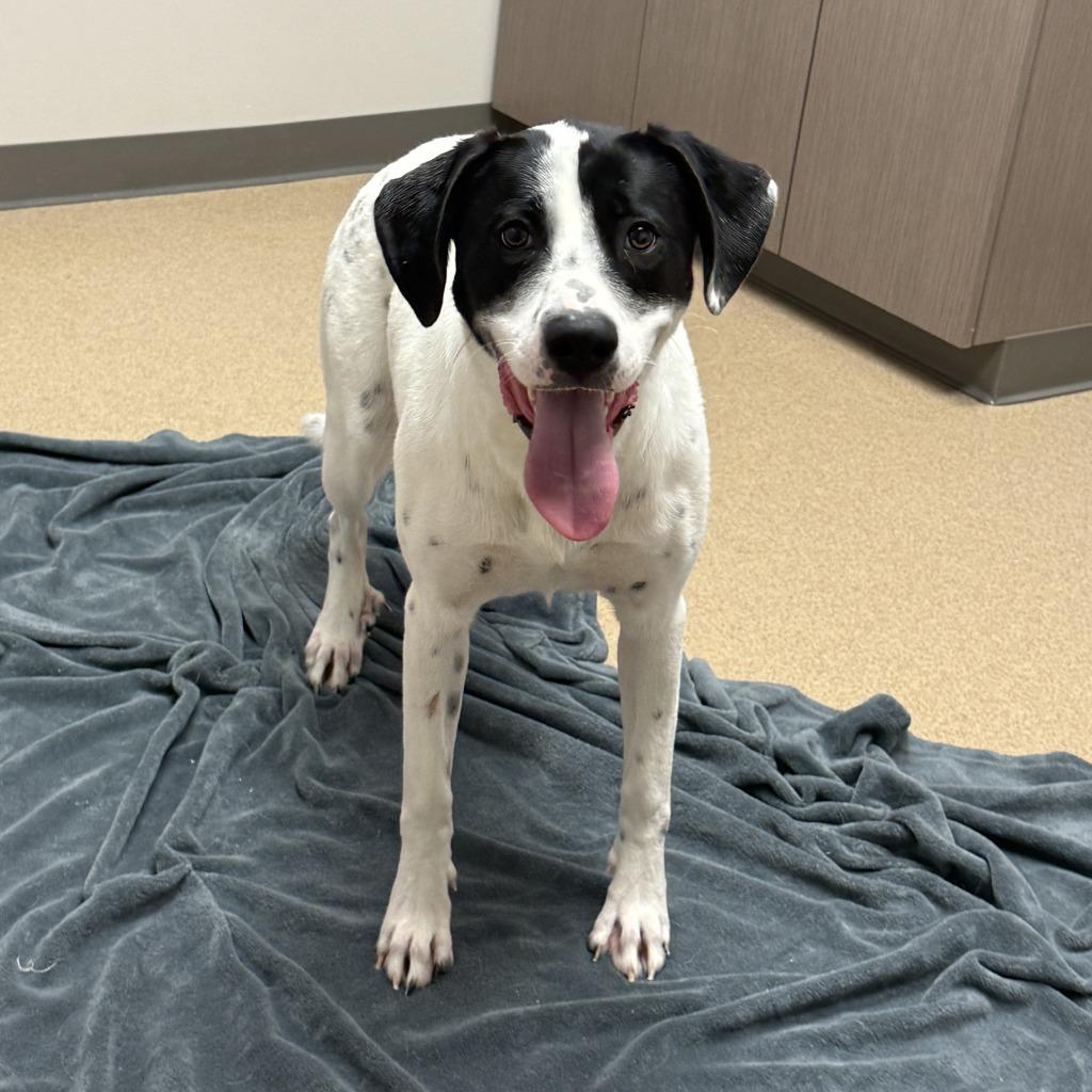 Enlarge Nova, a Adoptable mixed breed in Brenham, TX image 3/6