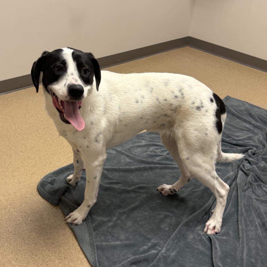 Enlarge Nova, a Adoptable mixed breed in Brenham, TX image 2/6
