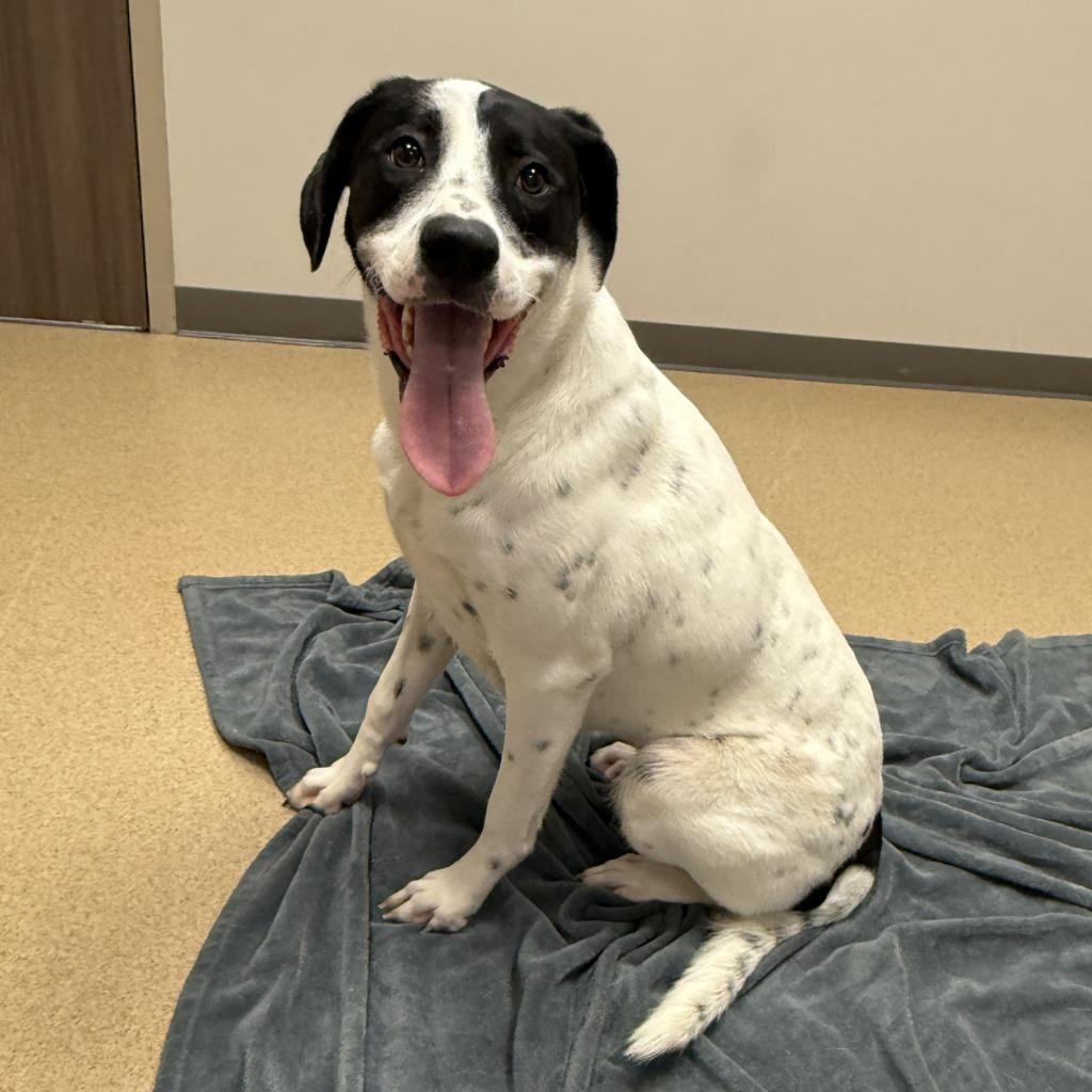 Enlarge Nova, a Adoptable mixed breed in Brenham, TX image 4/6