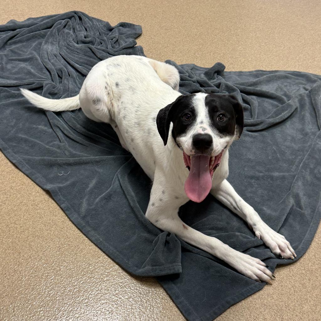 Enlarge Nova, a Adoptable mixed breed in Brenham, TX image 5/6
