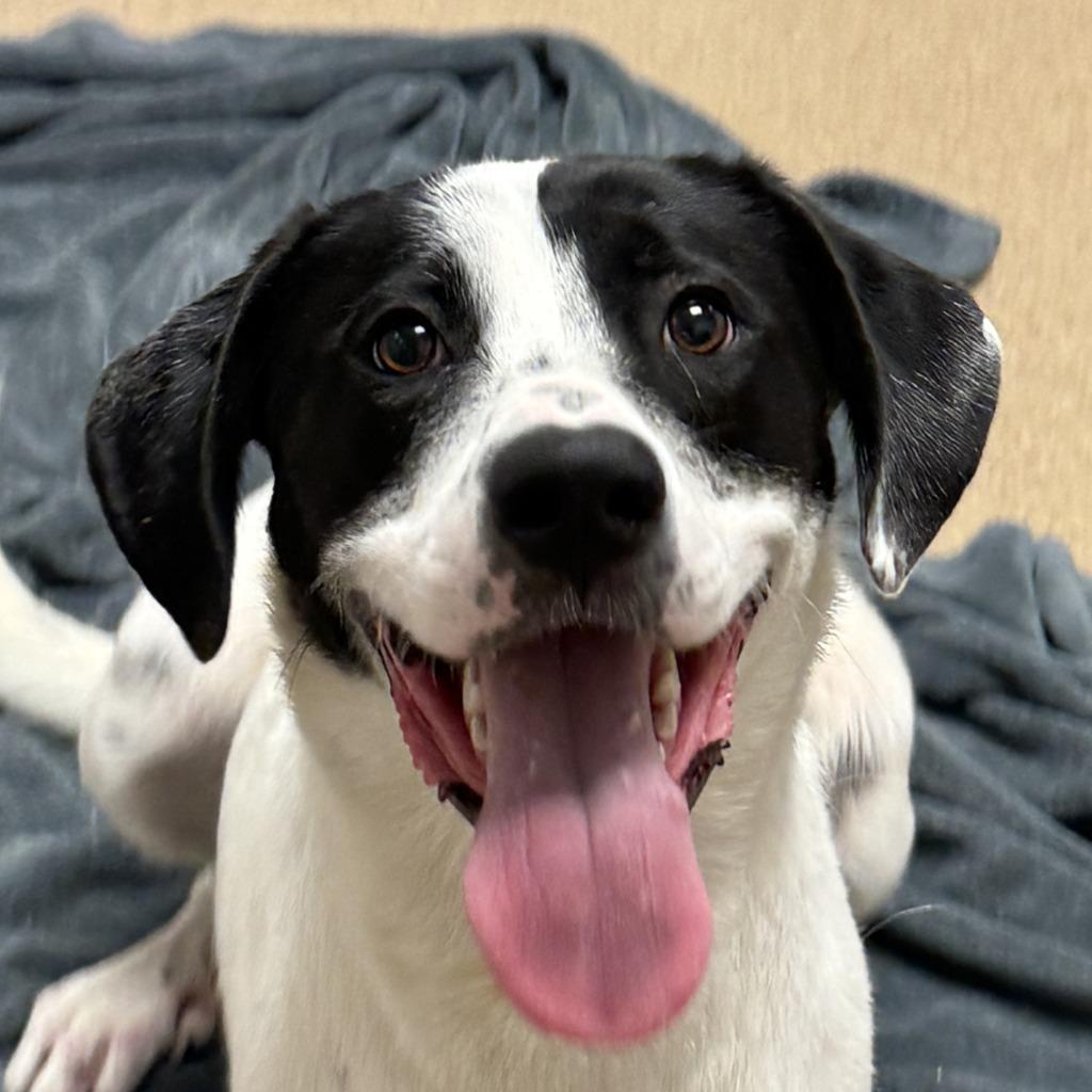 Nova, Adoptable, Puppy Female Great Pyrenees & Mixed Breed.