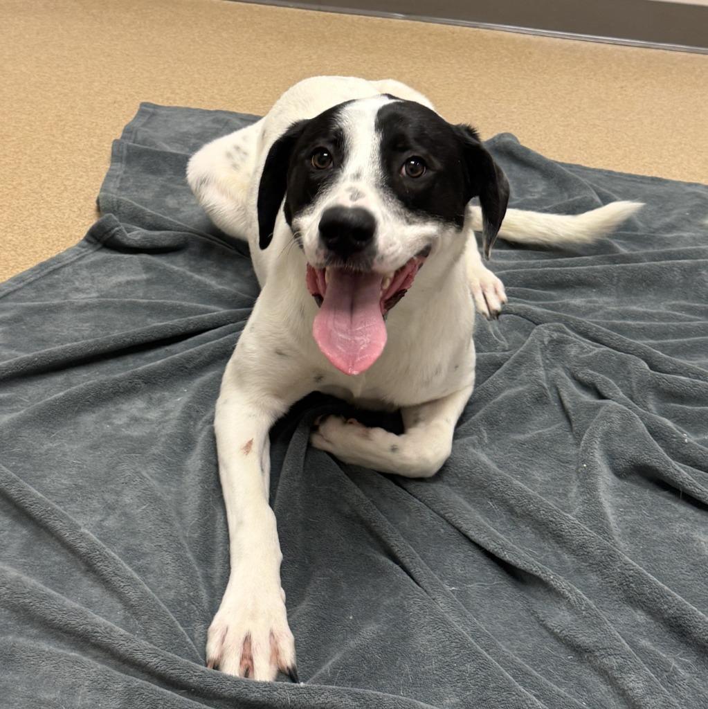 Enlarge Nova, a Adoptable mixed breed in Brenham, TX image 6/6