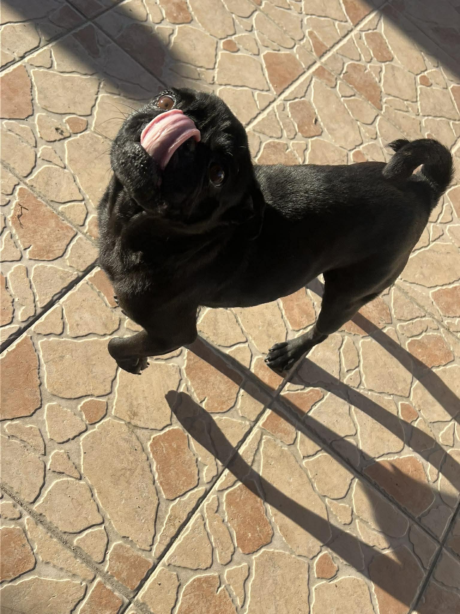 Enlarge Lulu, an adopted Pug in Carlsbad, CA image 2/5