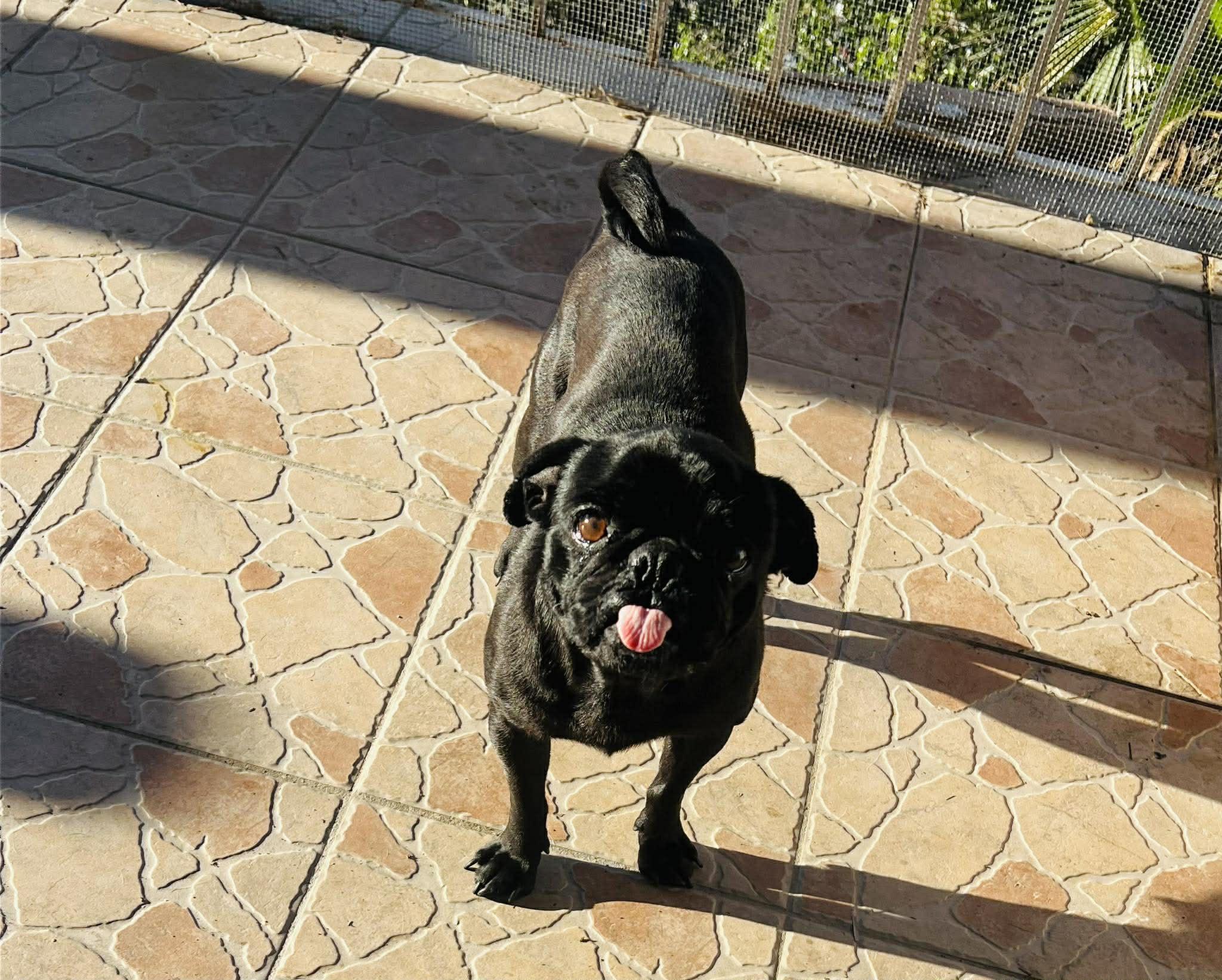 Enlarge Lulu, an adopted Pug in Carlsbad, CA image 5/5