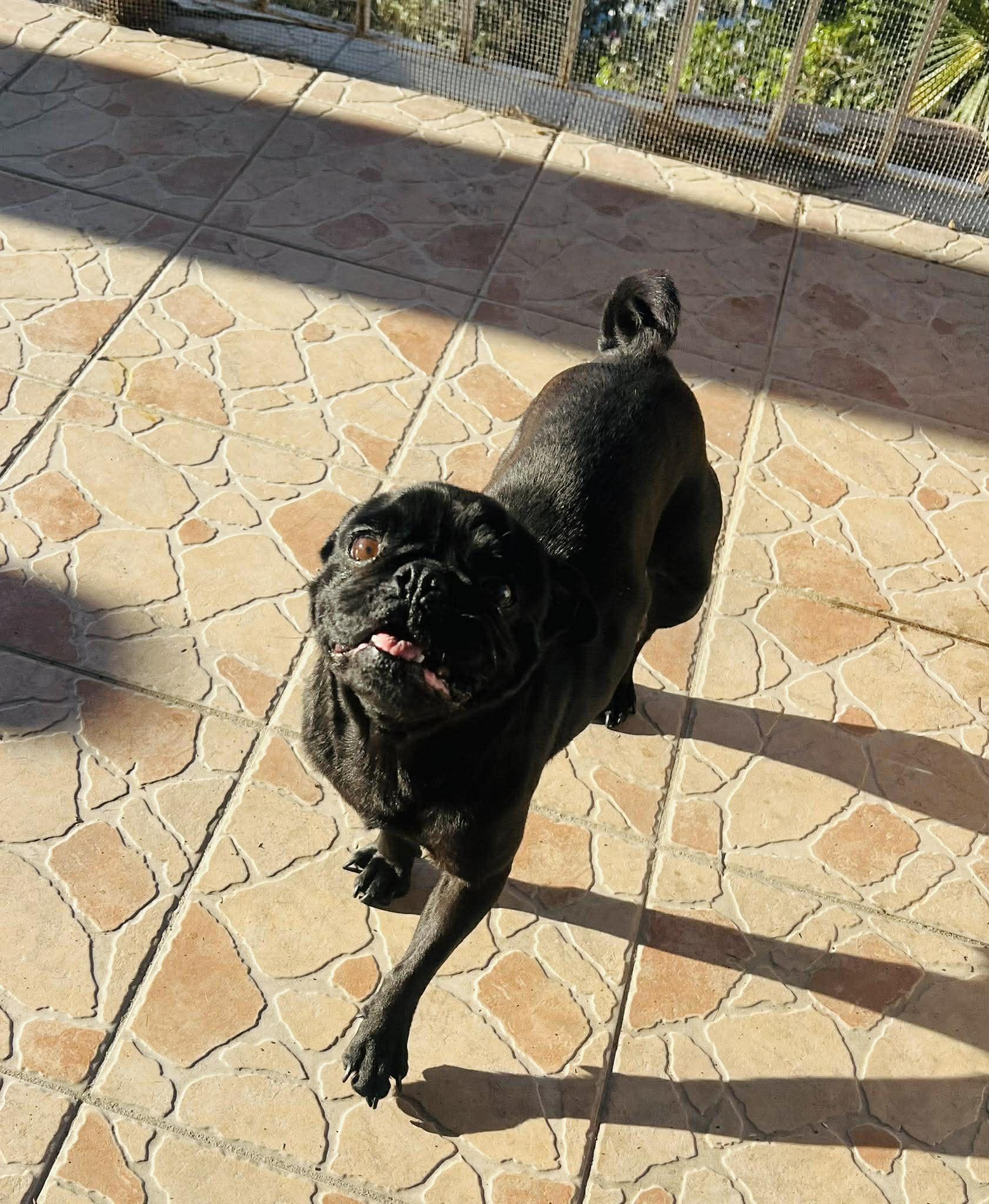 Enlarge Lulu, an adopted Pug in Carlsbad, CA image 3/5