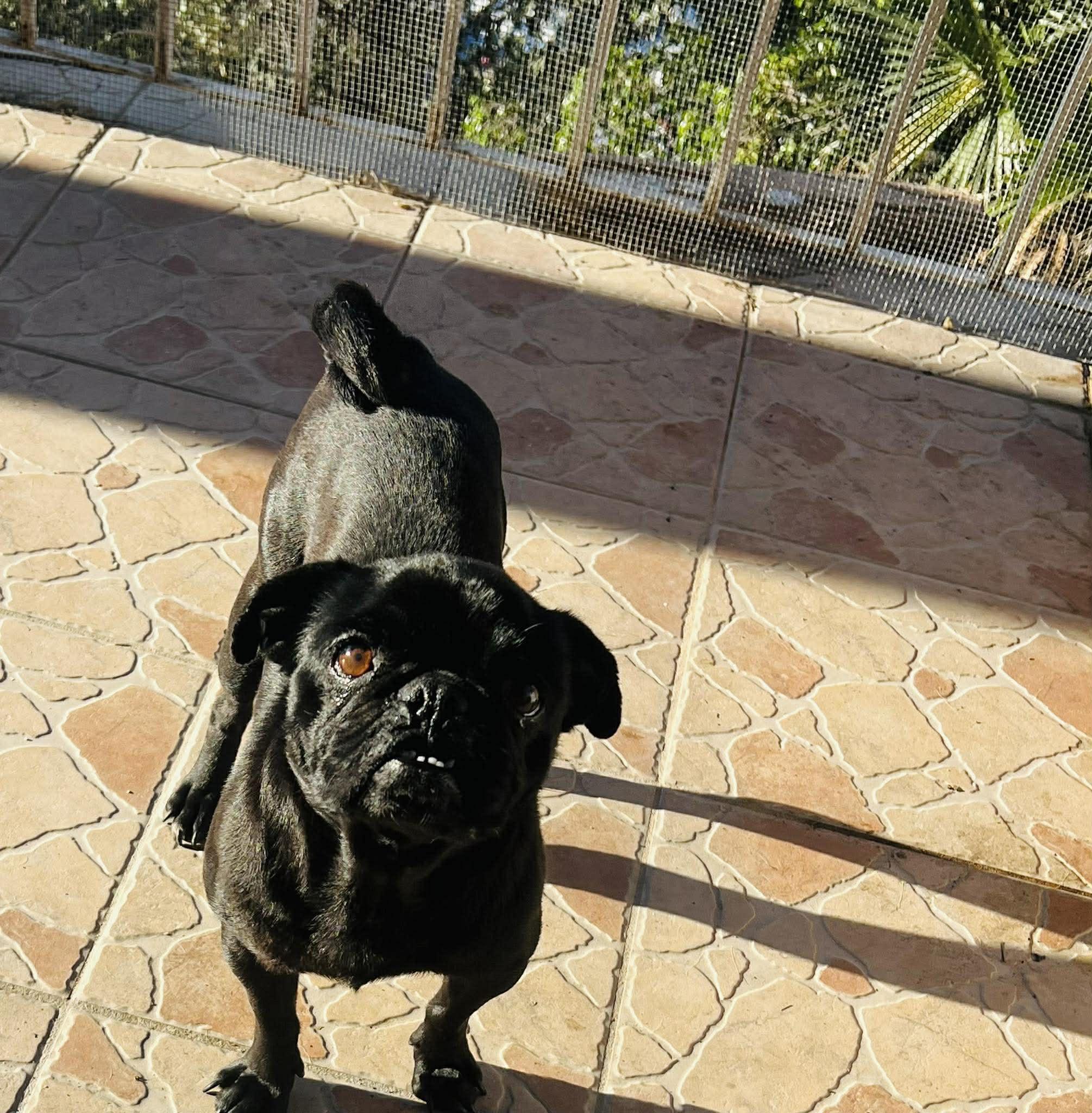 Enlarge Lulu, an adopted Pug in Carlsbad, CA image 4/5