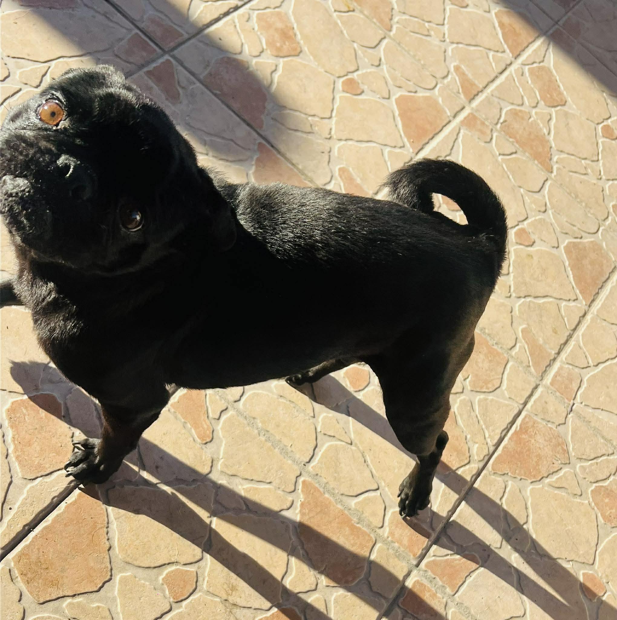 Enlarge Lulu, an adopted Pug in Carlsbad, CA image 1/5