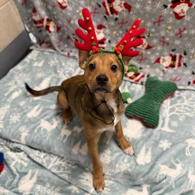 Cooper, adopted, Young Male Mixed Breed.