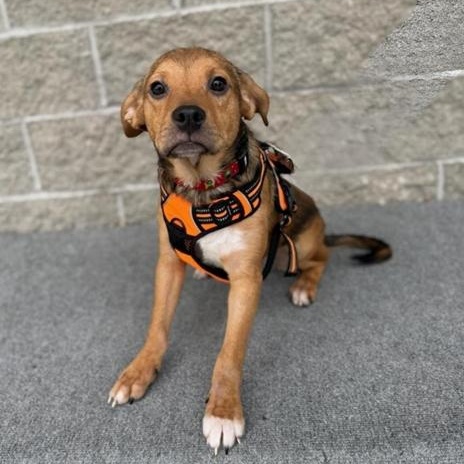 Enlarge Cooper, an adopted Mixed Breed in Greensburg, PA image 2/2