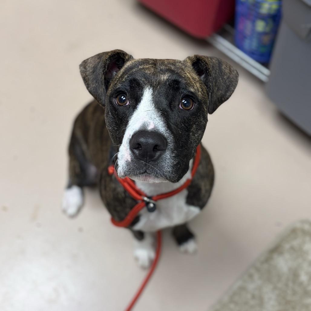 Enlarge Suzie - stray, a Adoptable American Staffordshire Terrier in Perkiomenville, PA image 1/3
