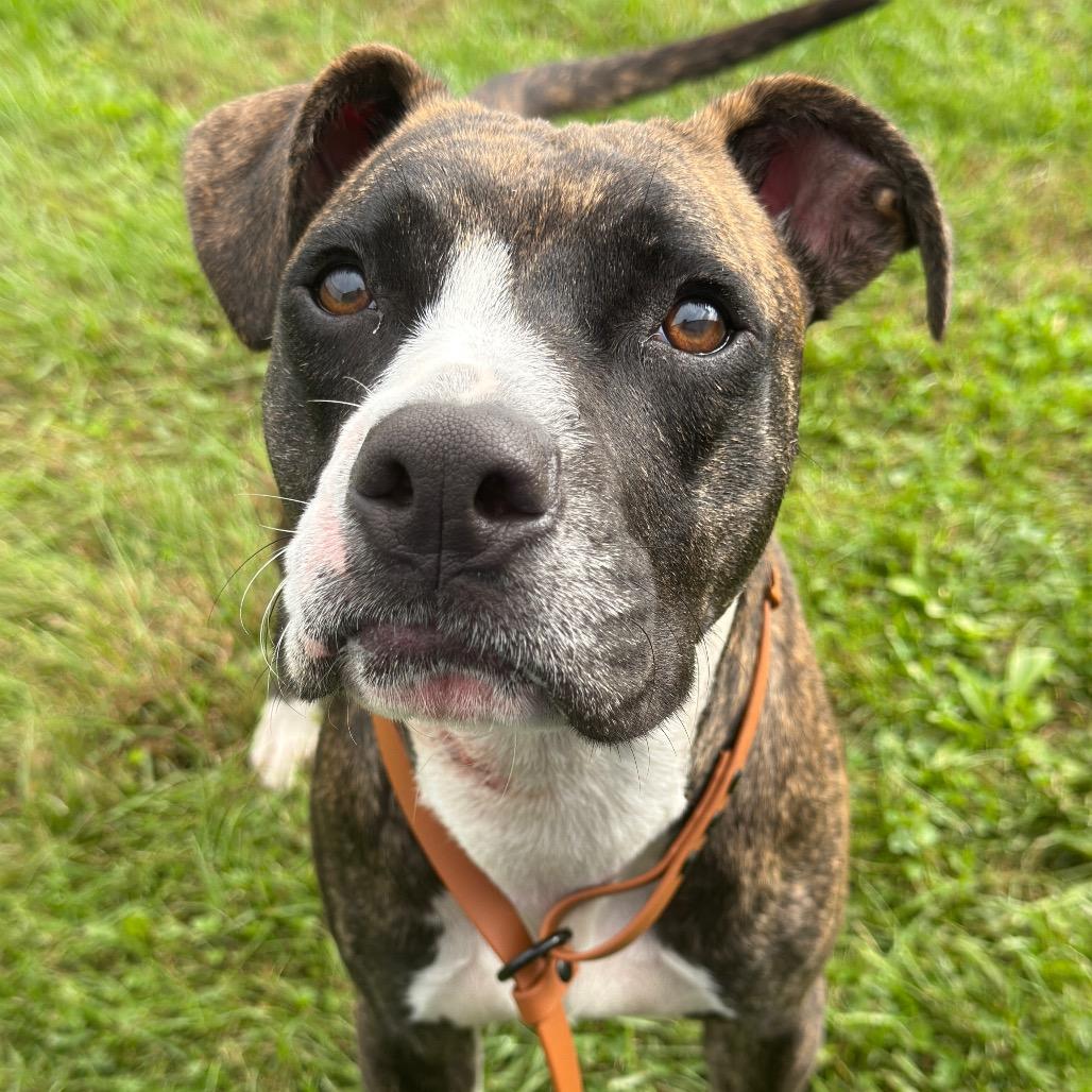 Enlarge Suzie - stray, a Adoptable American Staffordshire Terrier in Perkiomenville, PA image 2/3