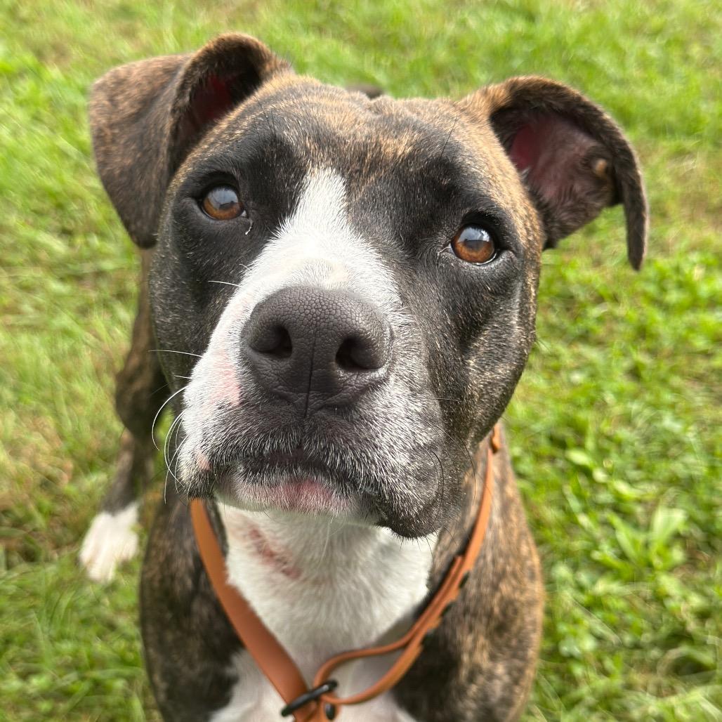 Enlarge Suzie - stray, a Adoptable American Staffordshire Terrier in Perkiomenville, PA image 3/3