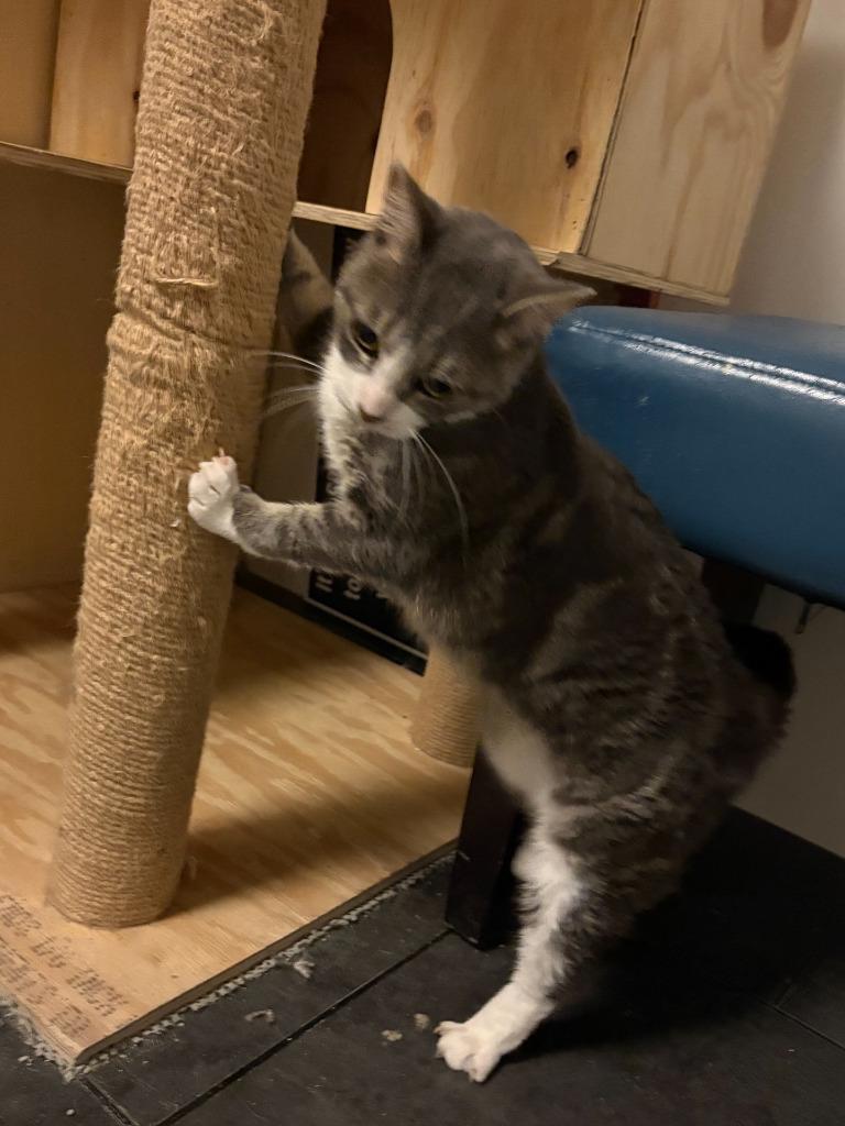 Enlarge Sylvie, a Adoptable mixed breed in St. Cloud, MN image 1/1