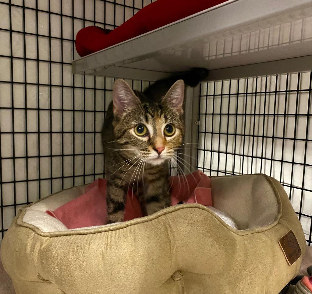 Enlarge Meaches, a Adoptable mixed breed in Raleigh, NC image 1/3