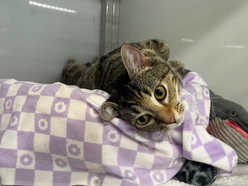 Enlarge Meaches, a Adoptable mixed breed in Raleigh, NC image 2/3