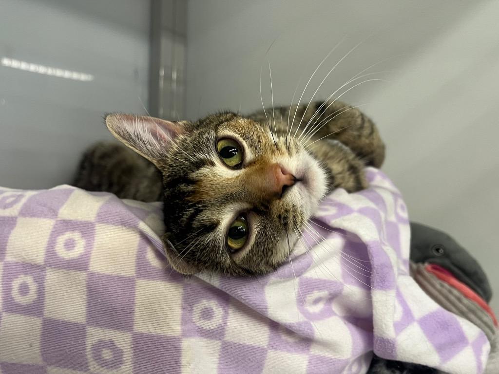 Enlarge Meaches, a Adoptable mixed breed in Raleigh, NC image 3/3