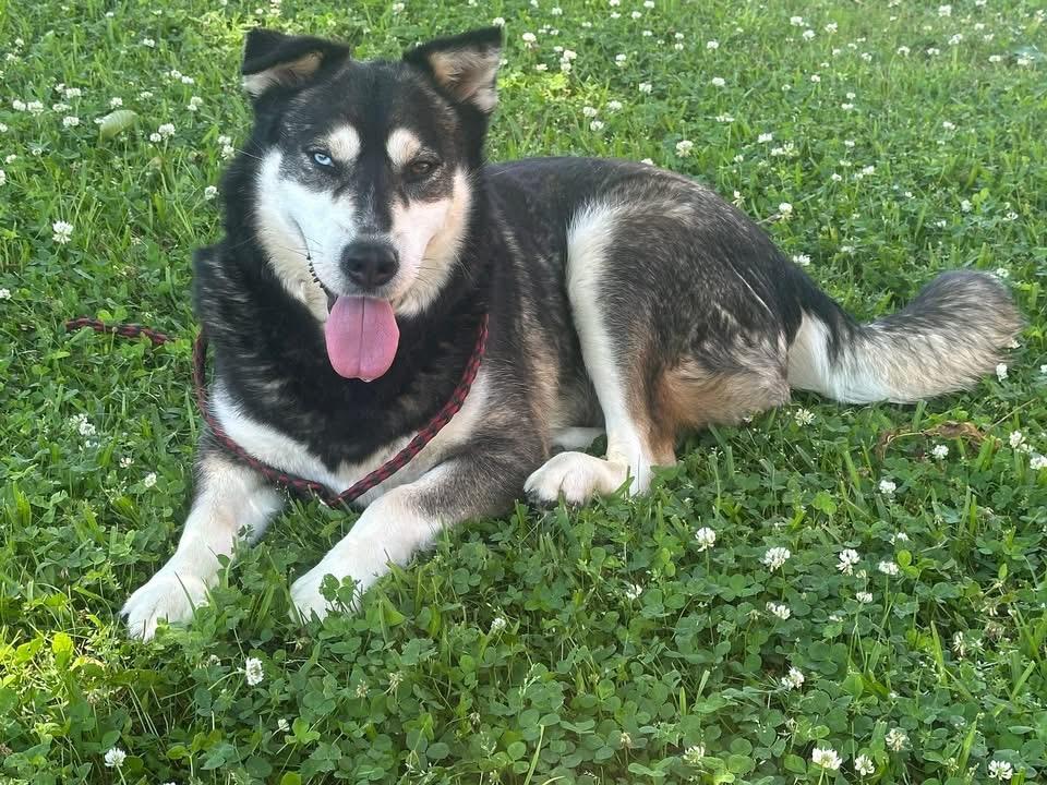 Foster Scarlett!, ADOPTABLE, Adult Female Husky.