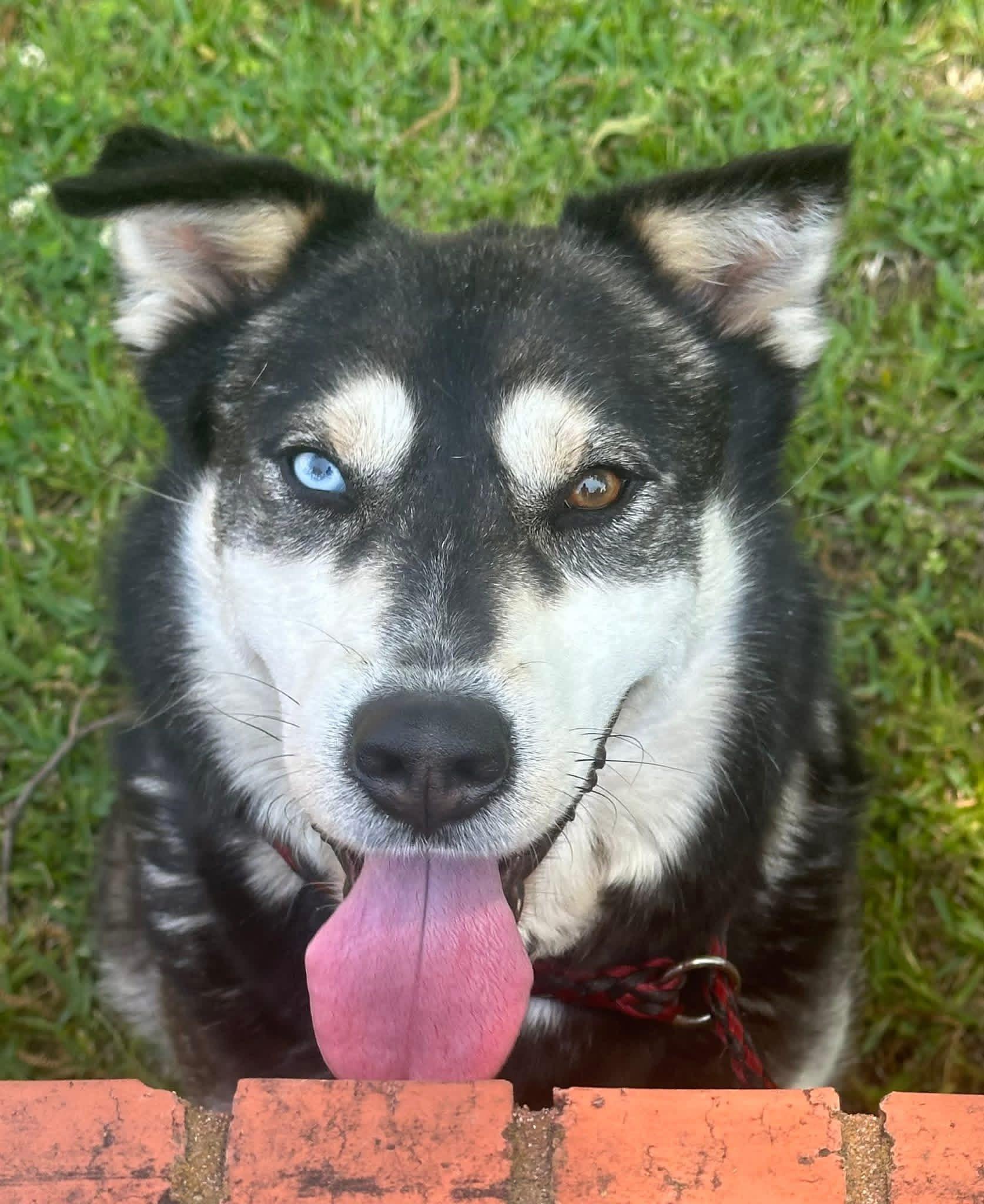 Foster Scarlett!, a ADOPTABLE mixed breed in Oswego, IL image 3/3