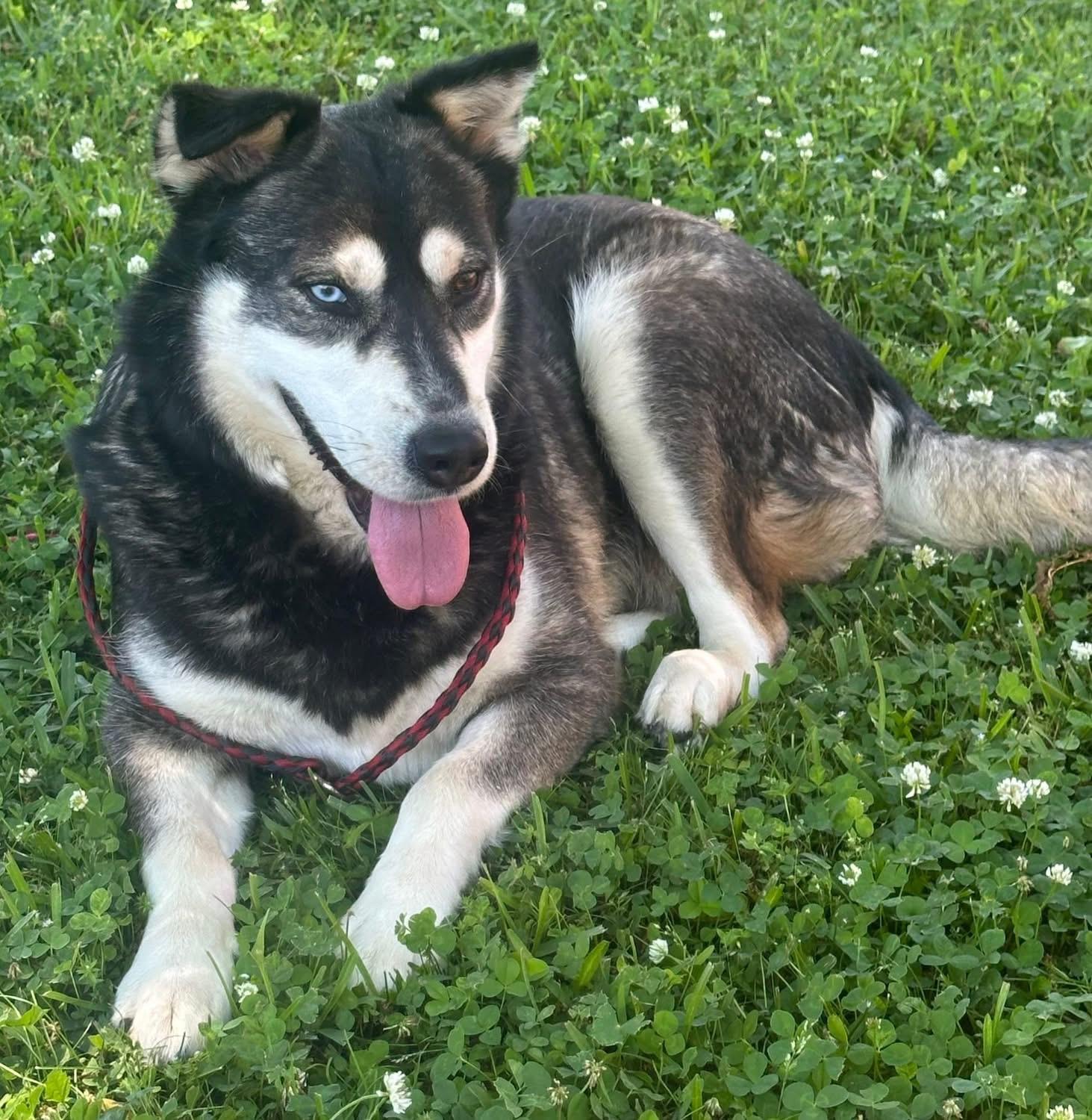 Foster Scarlett!, a ADOPTABLE mixed breed in Oswego, IL image 2/3