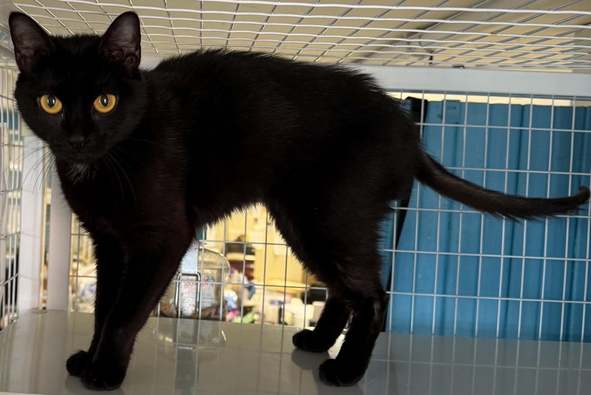 Manon, ADOPTABLE, Adult Female Domestic Short Hair.