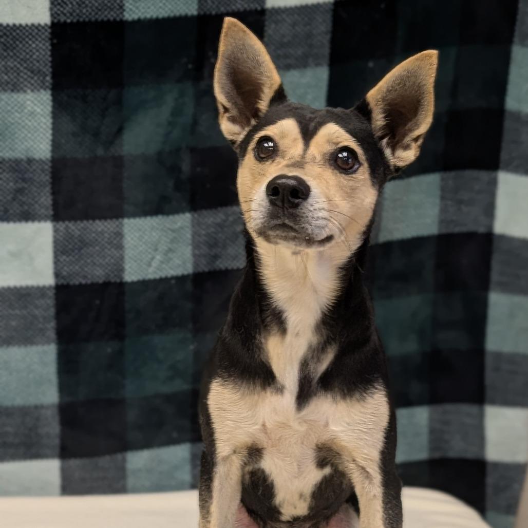 Annex, Adoptable, Adult Male Mixed Breed.