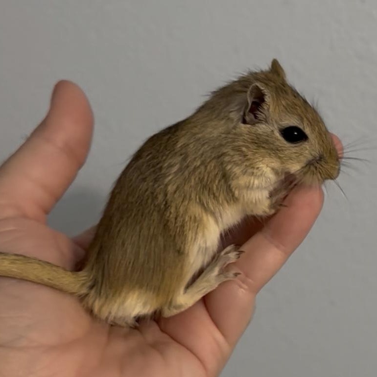 Male baby gerbils, a Adoptable Gerbil in St. Cloud, FL image 3/9