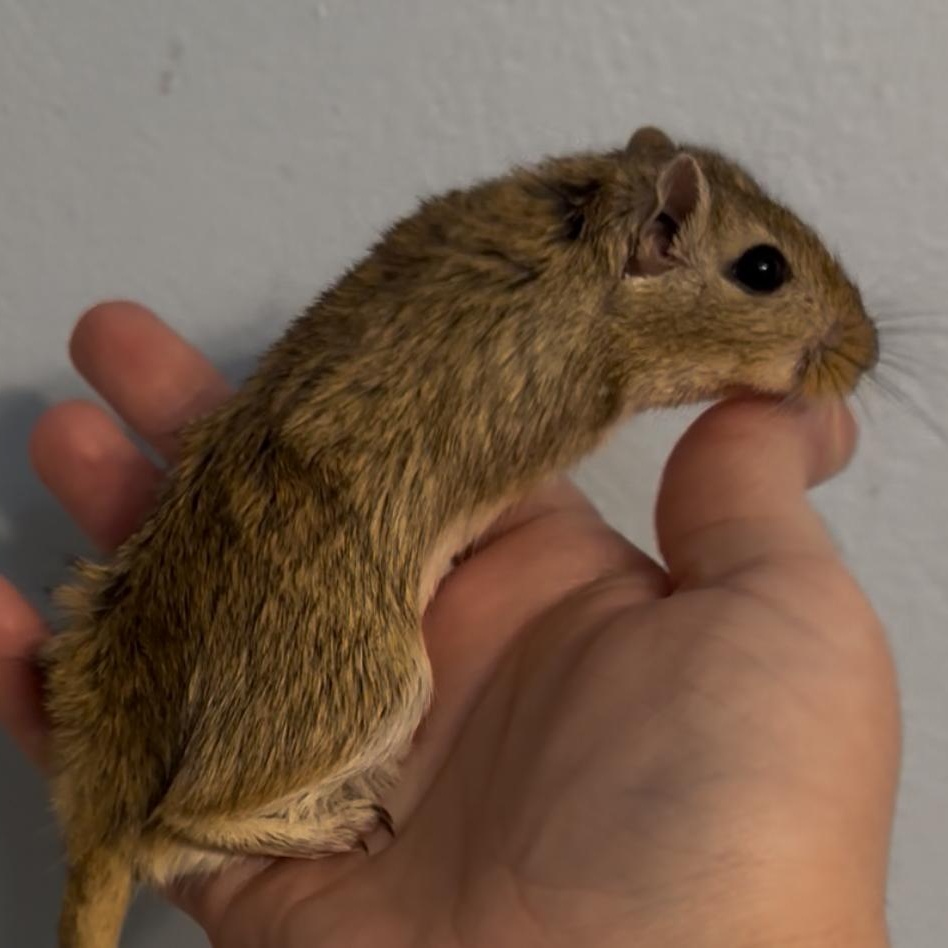 Enlarge Male baby gerbils, a Adoptable Gerbil in St. Cloud, FL image 9/9