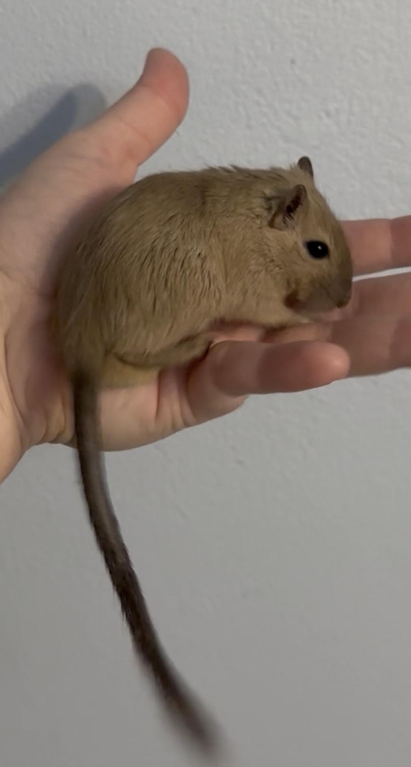 Enlarge Male baby gerbils, a Adoptable Gerbil in St. Cloud, FL image 7/9