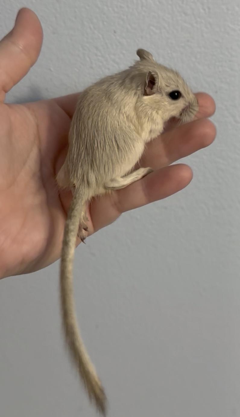 Male baby gerbils, a Adoptable Gerbil in St. Cloud, FL image 5/9