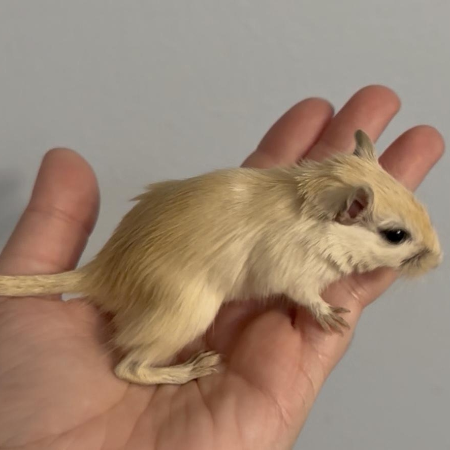 Male baby gerbils, Adoptable, Young Male Gerbil.