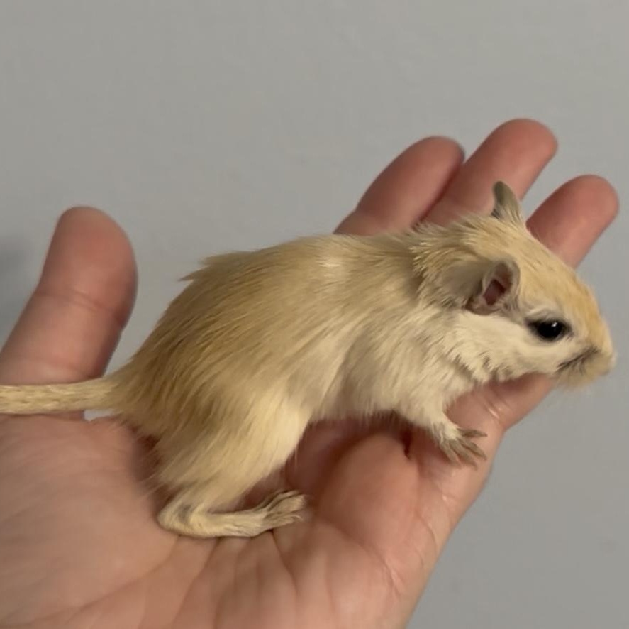 Male baby gerbils, a Adoptable Gerbil in St. Cloud, FL image 2/9