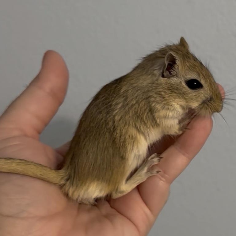 Enlarge Male baby gerbils, a Adoptable Gerbil in St. Cloud, FL image 8/9