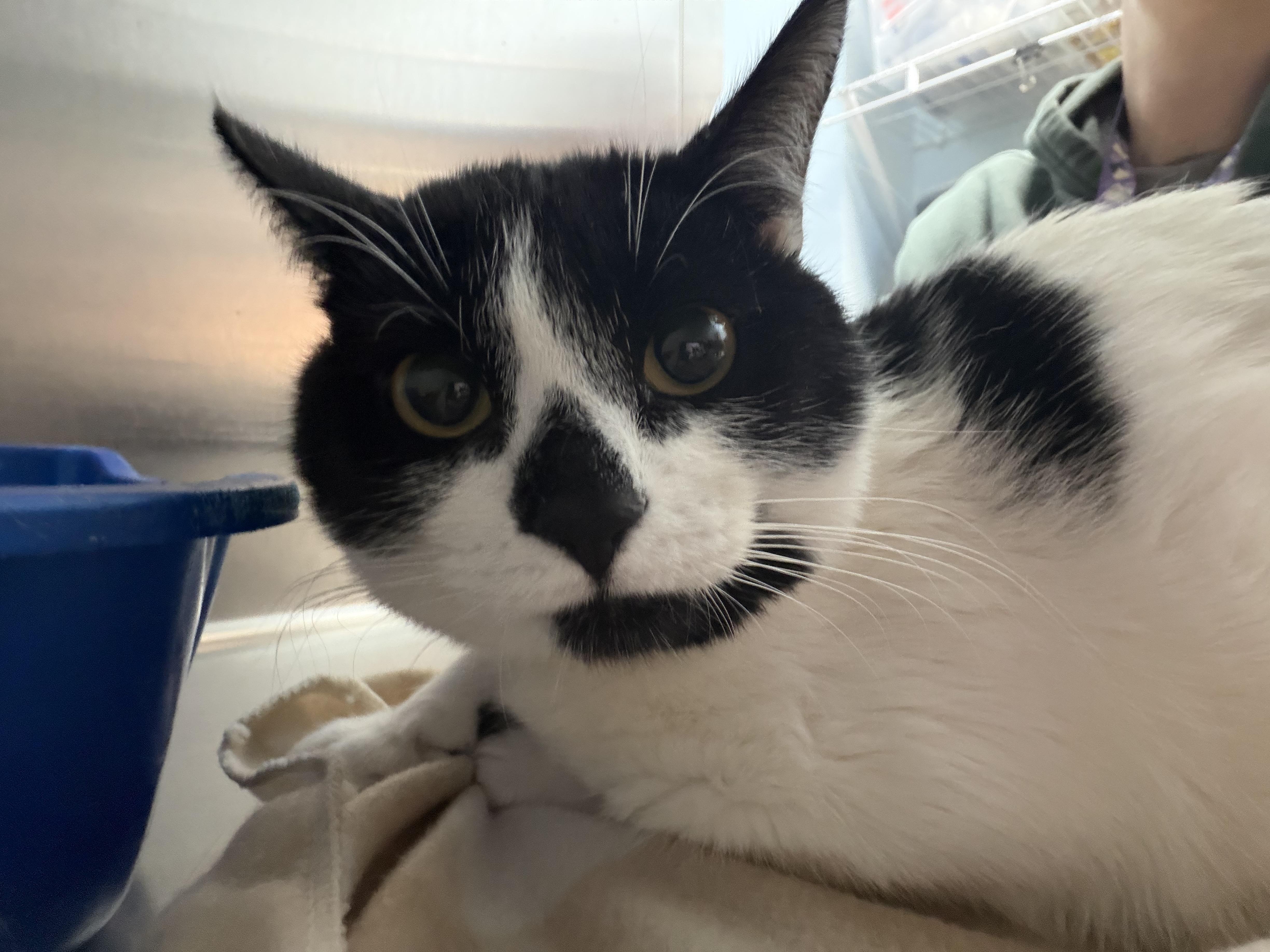 Panda, ADOPTABLE, Young Male Domestic Short Hair.