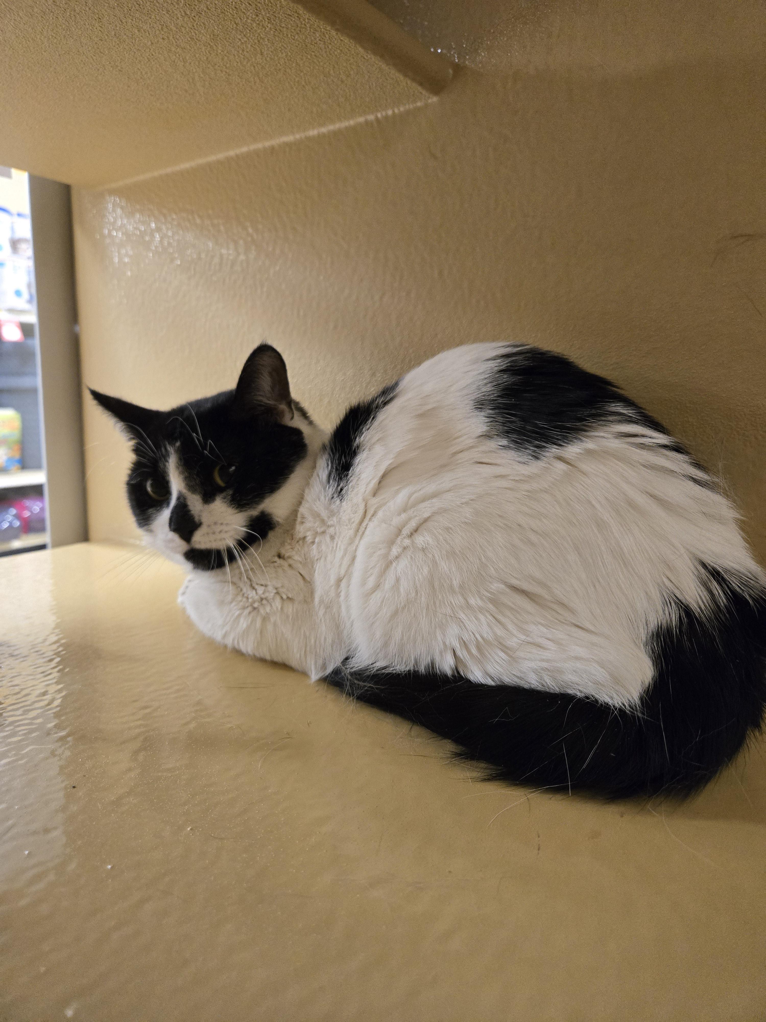 Enlarge Panda, a ADOPTABLE Domestic Short Hair in Woburn, MA image 2/2