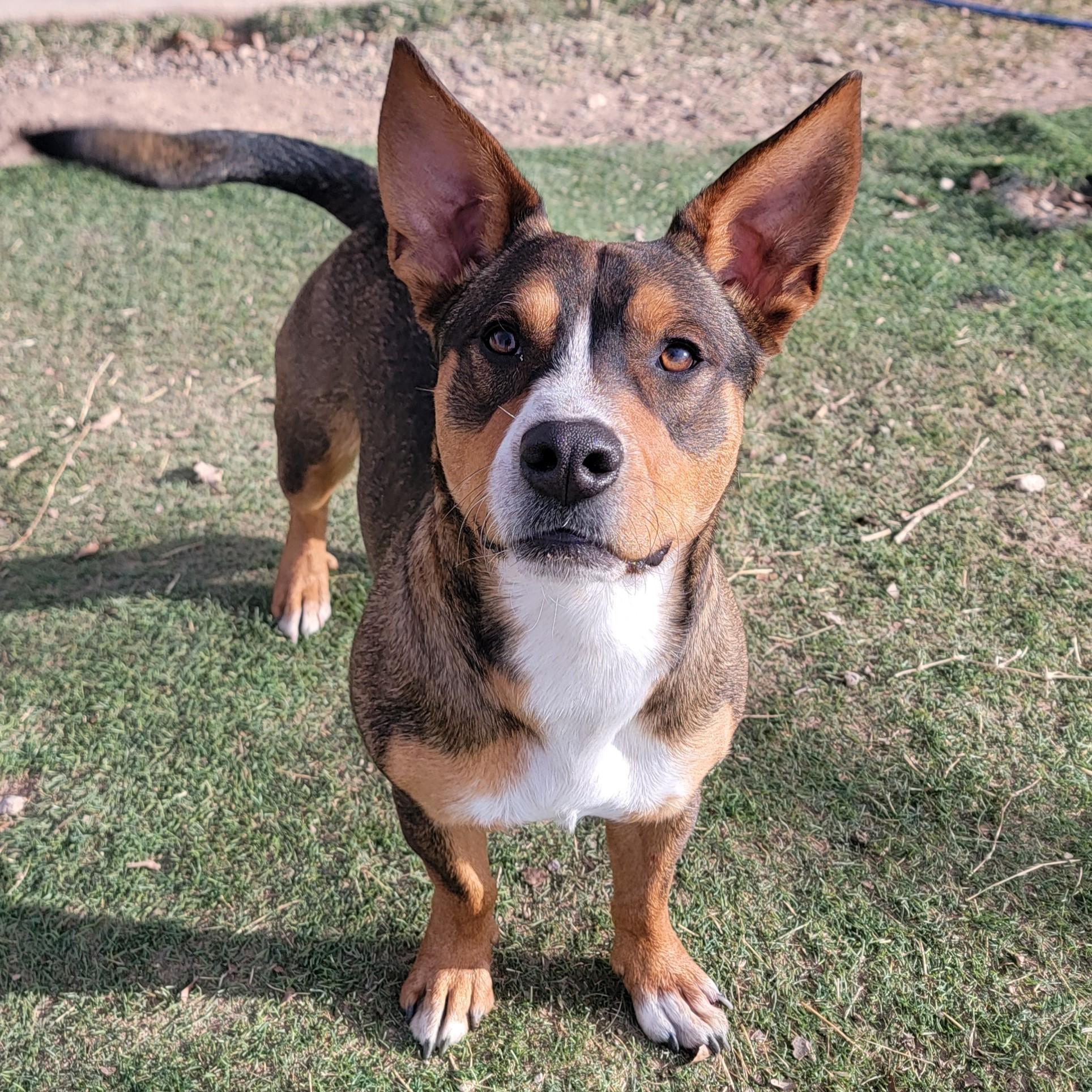 Gremlin, adoptable, Adult Male Mixed Breed.